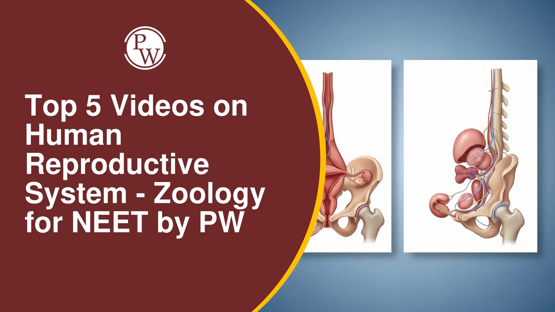 Best 5 Videos on Human Reproductive System Zoology