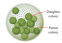 Green algae Diagram