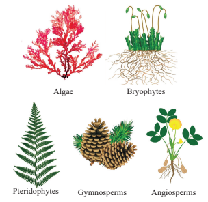 Subgroups of Kingdom Plantae Diagram