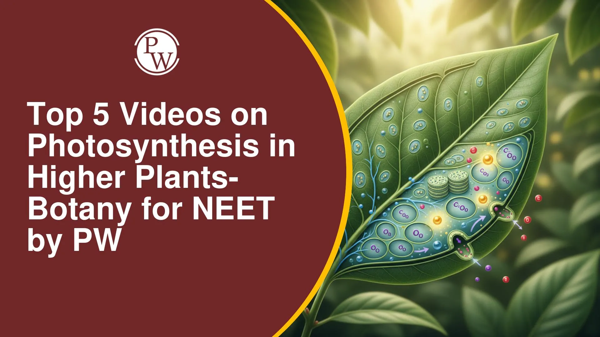 5 Best Videos on Photosynthesis in Higher Plants Botany
