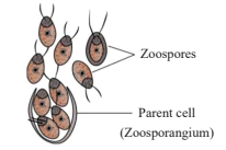 Zoospores of Chlamydomonas Diagram
