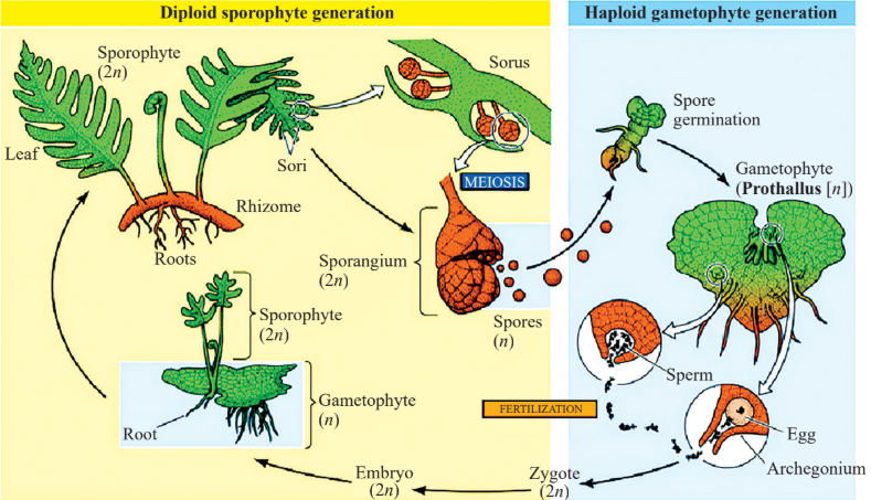 Life Cycle of Pteridophytes Diagram