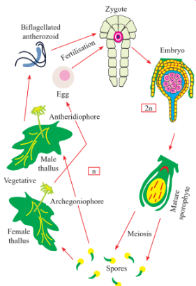 Life cycle of Bryophyte (Marchantia) Diagram