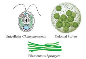 Different Forms of Algae Diagram