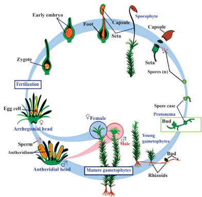 Life cycle of mosses Diagram