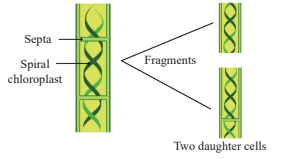 Fragmentation in Spirogyra Diagram