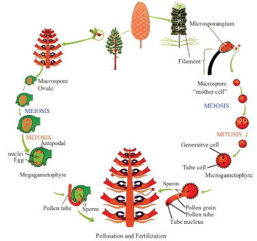 Life Cycle of Gymnosperms Diagram