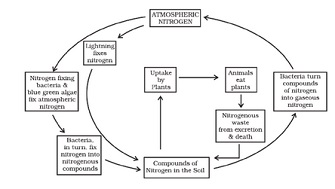 nitrogen cycle