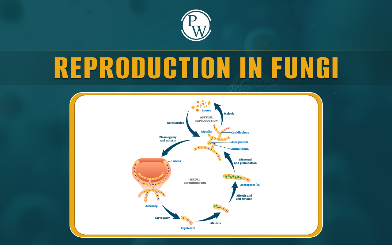 Reproduction in Fungi