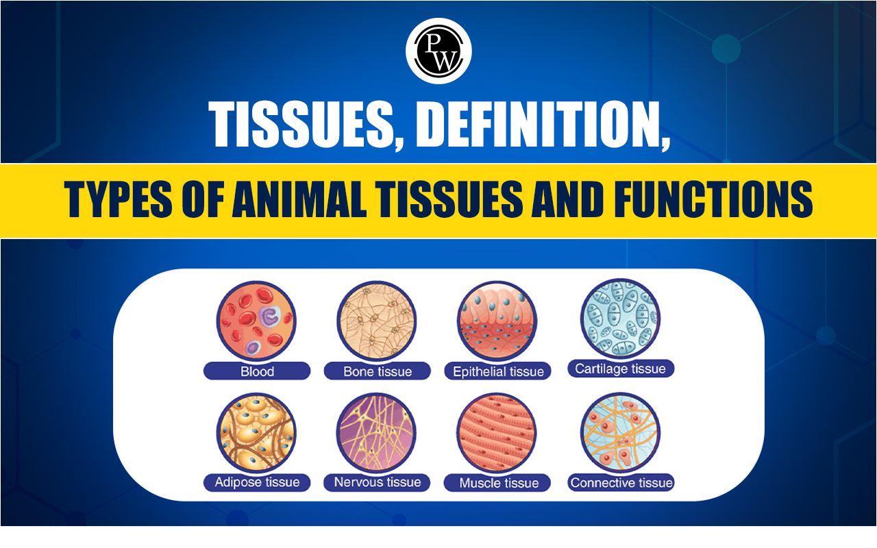 Tissues, Definition, Types of Animal Tissues and Functions