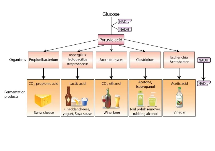 Fermentation