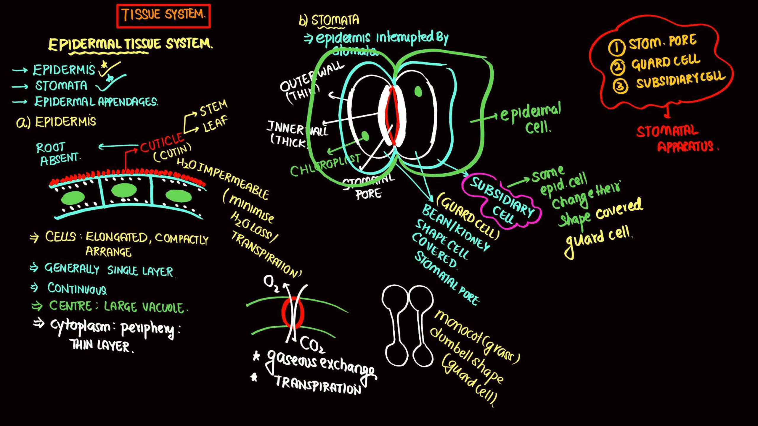 Anatomy of Flowering Plants NEET Notes