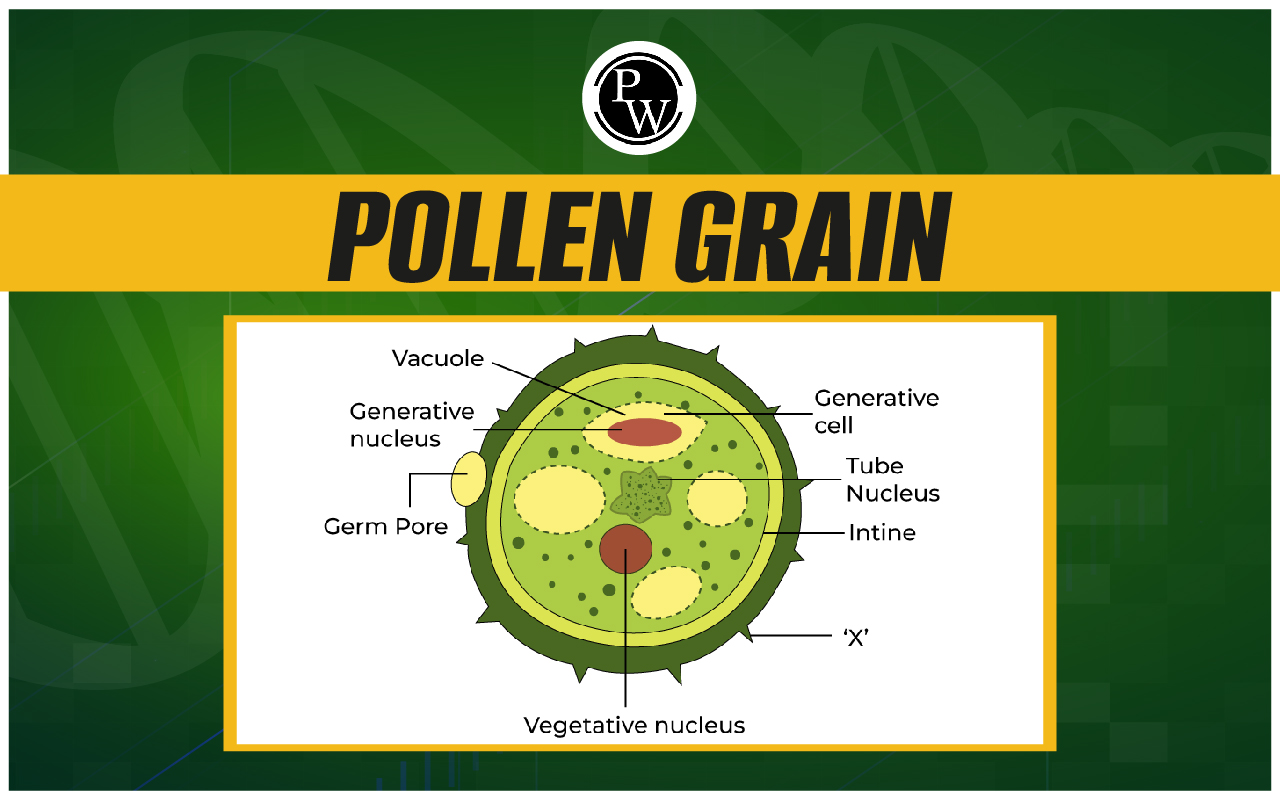 Pollen Grain