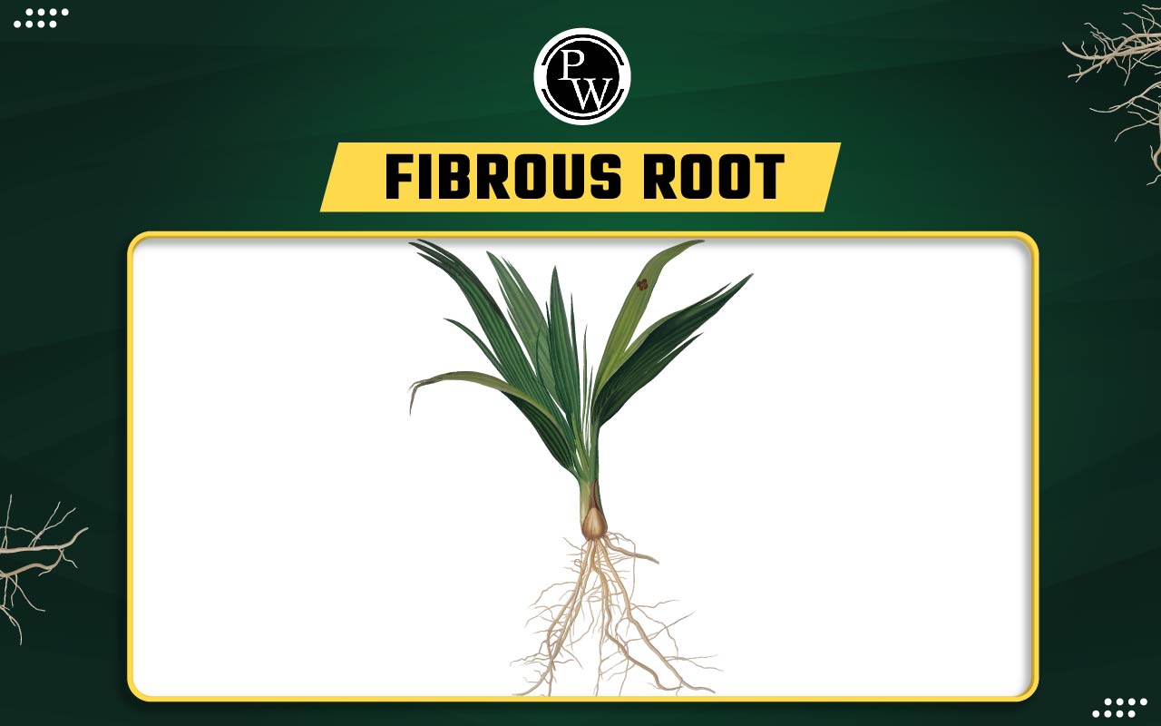 Fibrous Root, Diagram, Examples, Adventitious and Taproot