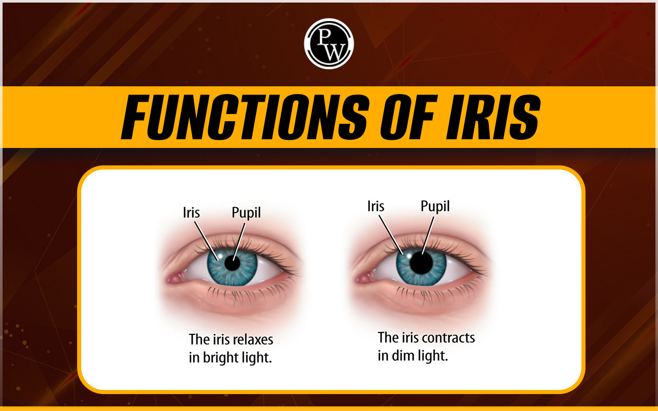 Functions of Iris