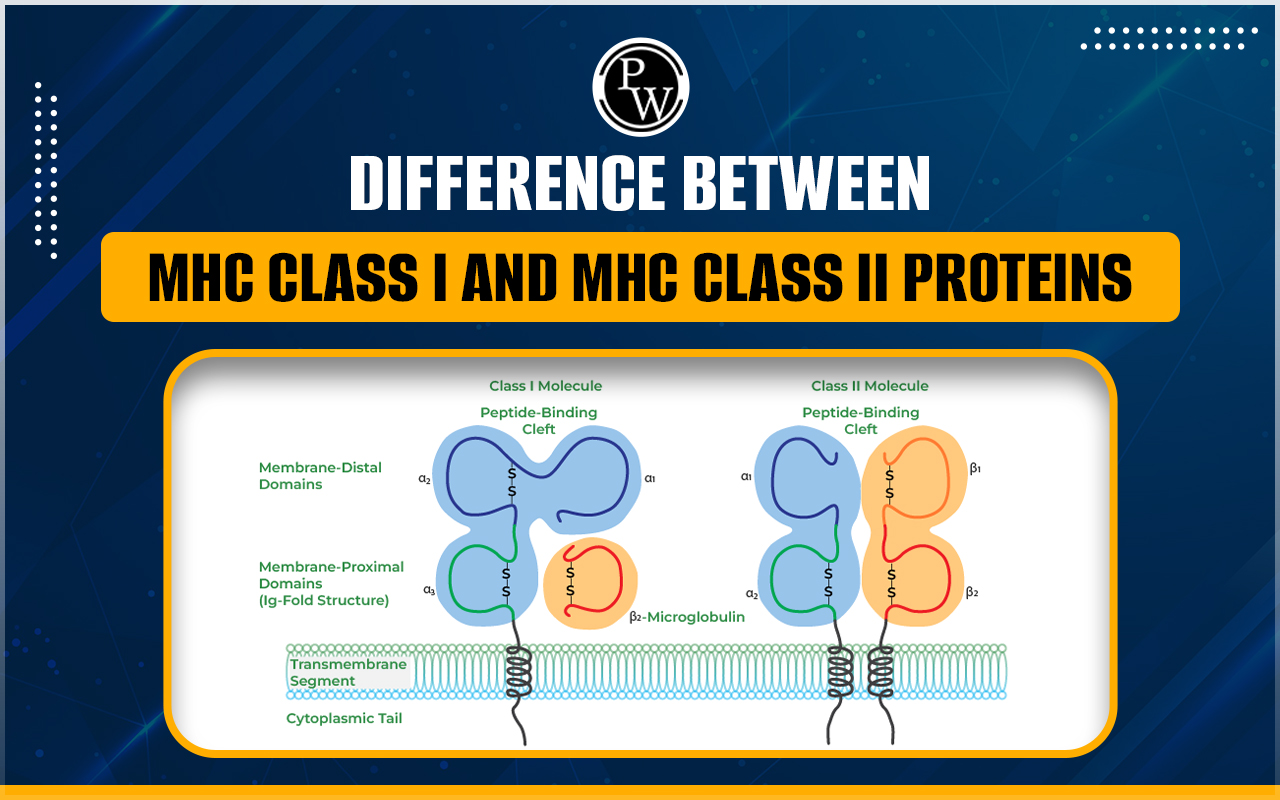 Difference Between MHC Class I And MHC Class II Proteins