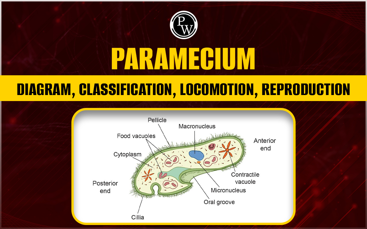 Paramecium