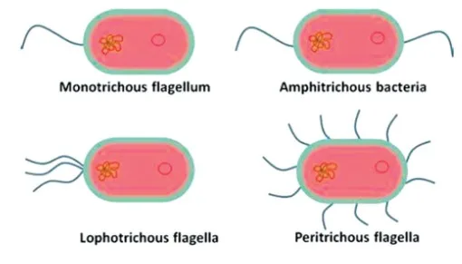 Types of Flagella