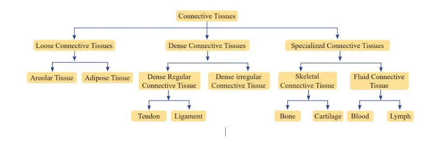 Types of Connective Tissue 