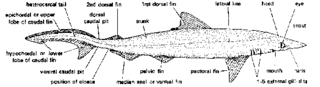 Super Class : Pisces