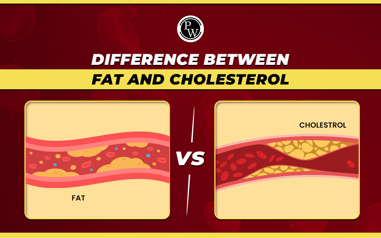 Difference Between Fat and Cholesterol