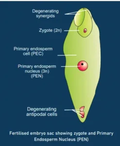 Double Fertilization 