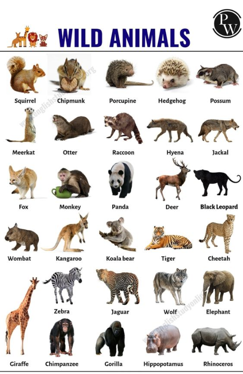 Wild Animals Name