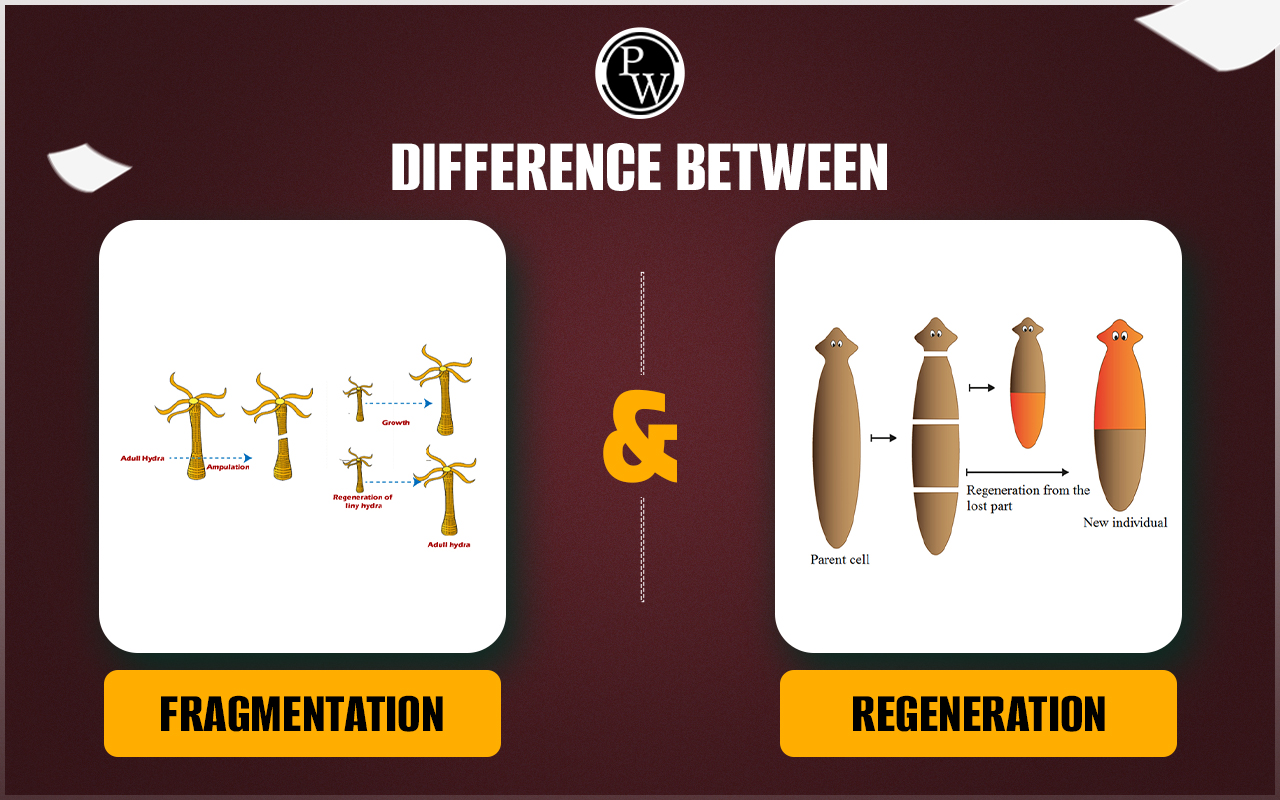 Difference Between Fragmentation and Regeneration