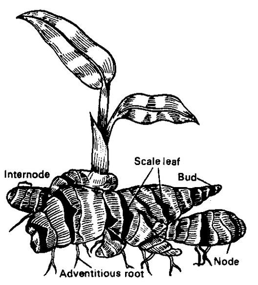 Stem