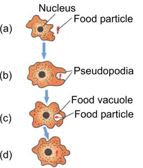Heterotrophic Nutrition