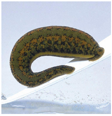 Leech 11
