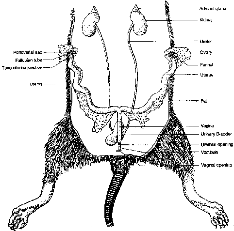 Reproductive System of Rat