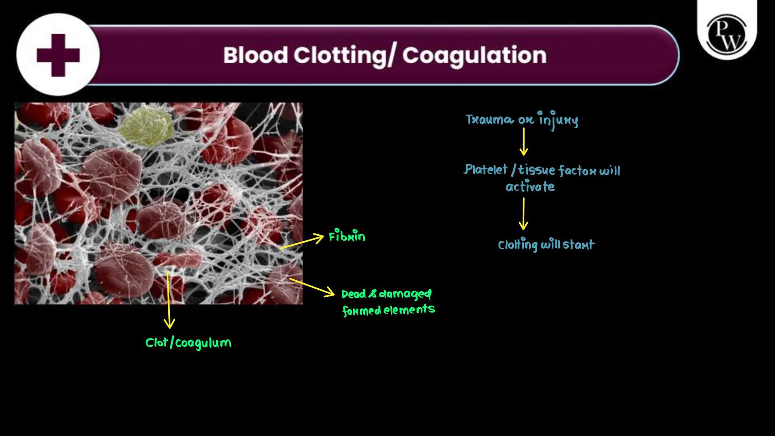 Body Fluids and Circulation NEET Notes