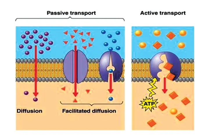 Transport of Molecules Across the Cell Membrane