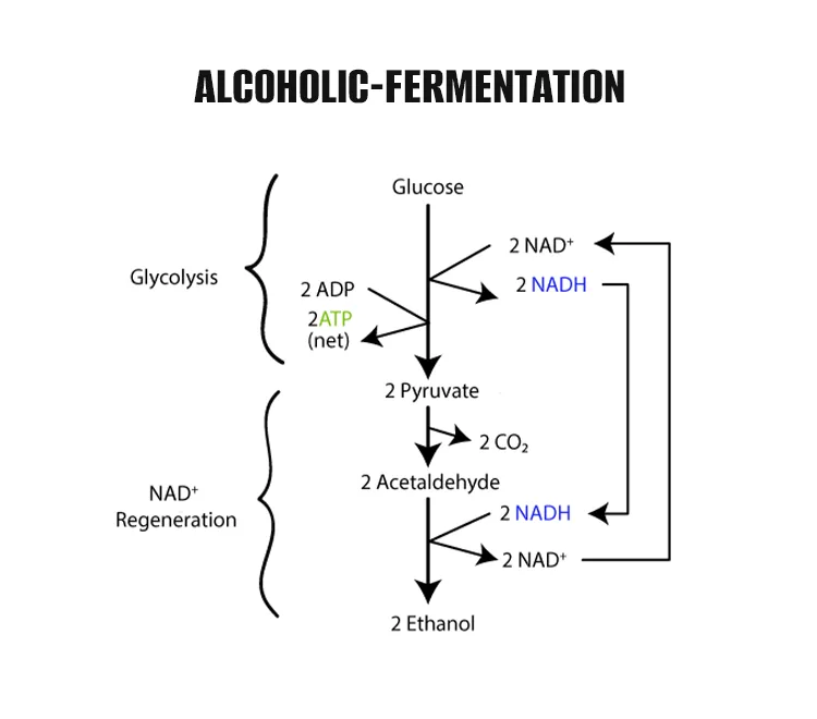 Alcoholic Fermentation