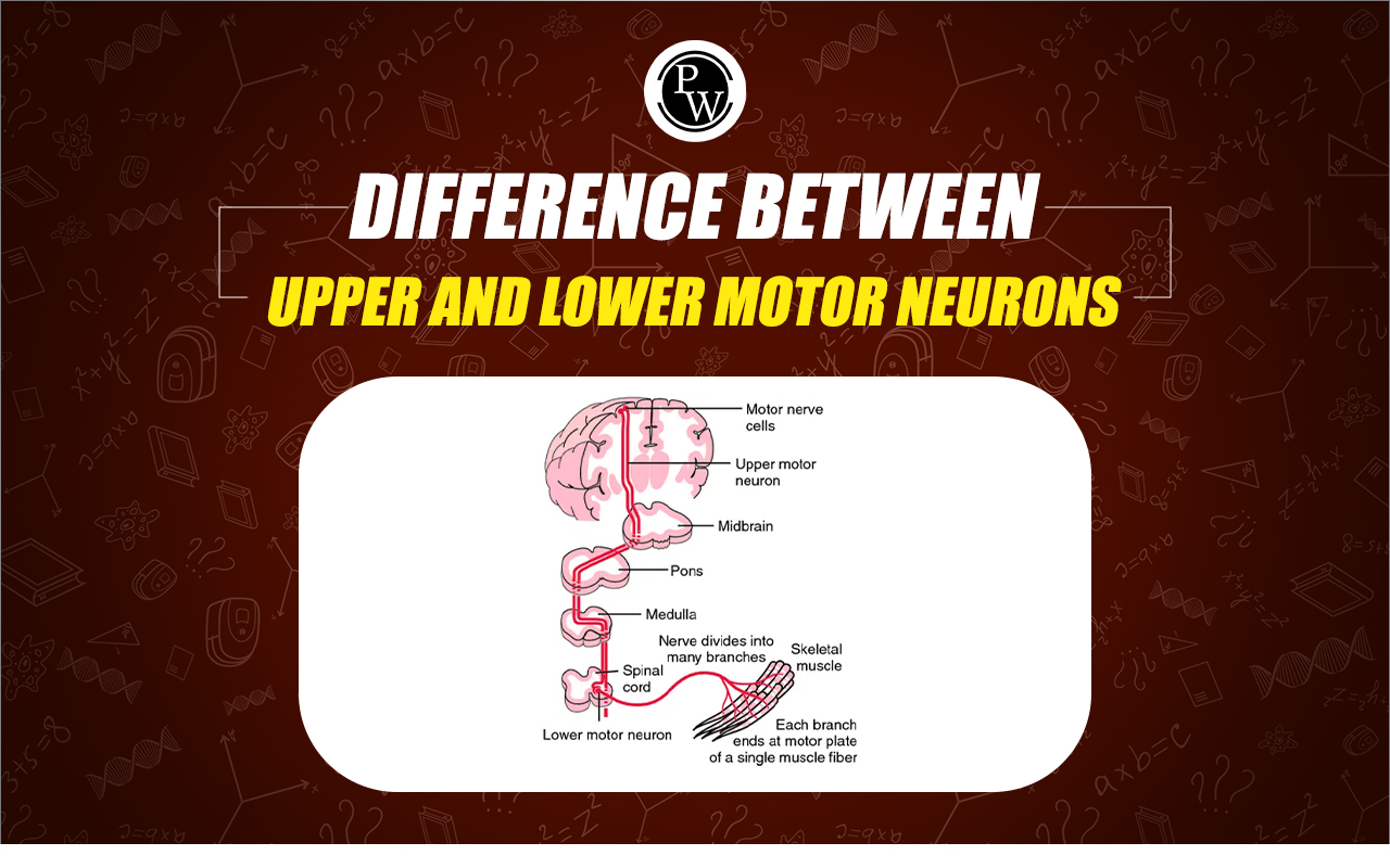 Difference Between Upper And Lower Motor Neurons
