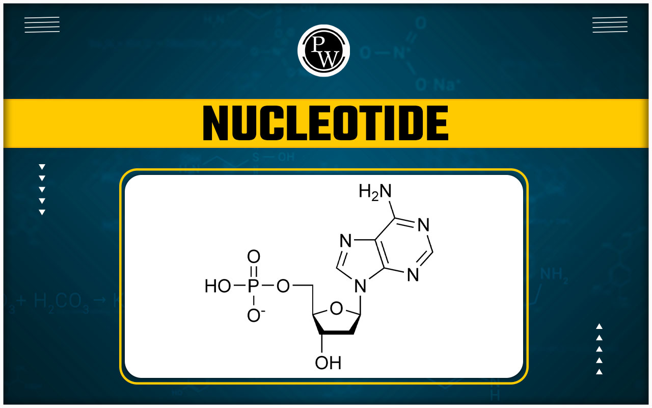 Nucleotide