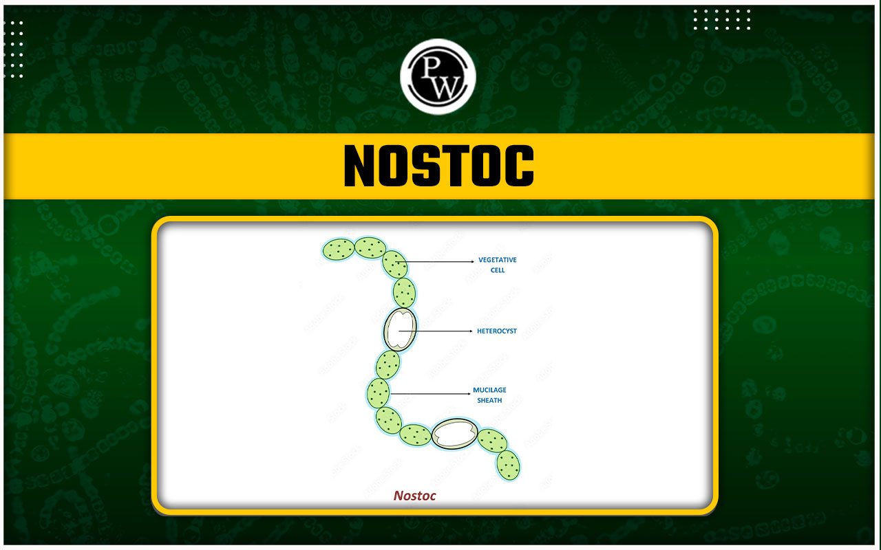 Nostoc