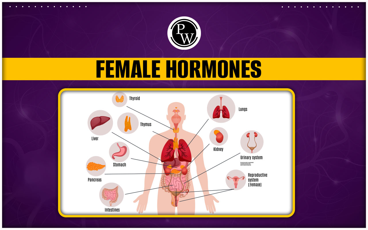 Female Hormones