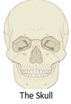 skull