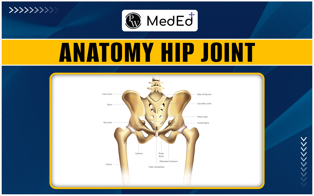 Hip Joint Anatomy & What are the functions