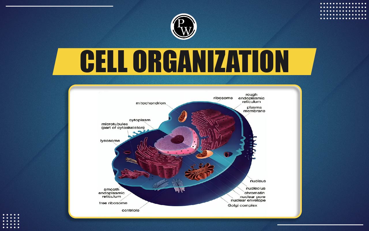 Cell Organization