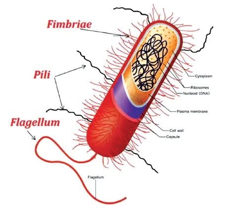 Pili and Fimbriae