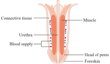 Male external genitalia Diagram