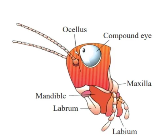 Nervous System of Cockroach