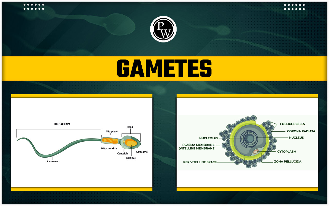 Gametes Definition Types Formation In Plants And Animals