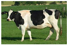 holstein-cow