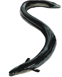 eel