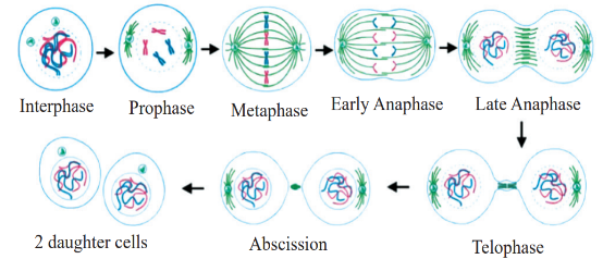 M Phase
