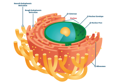 endoplasmic reticulum